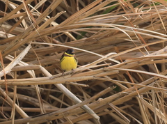 Emberiza aureola