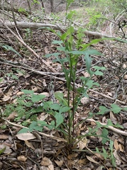 Lactuca floridana