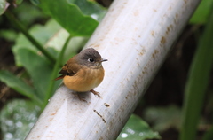 Muscicapa ferruginea