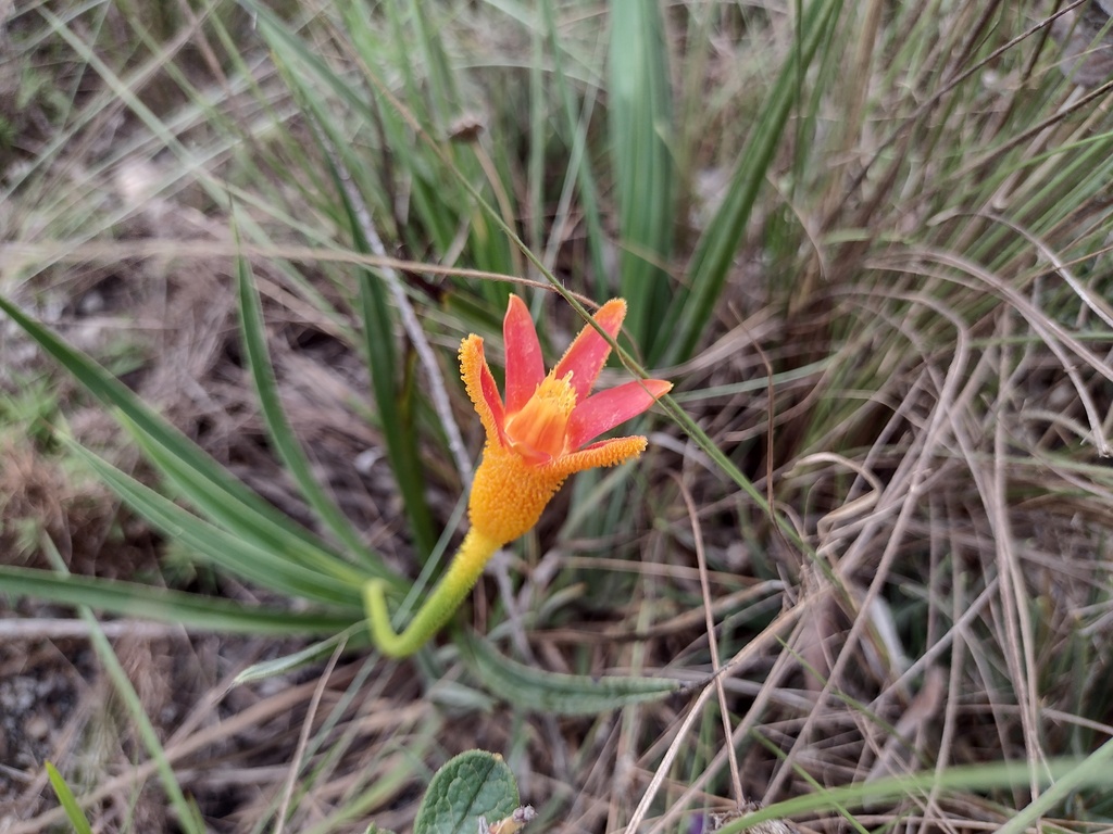 Barbacenia brasiliensis