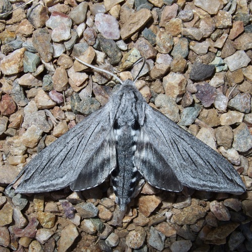 Asellus Sphinx photo 5