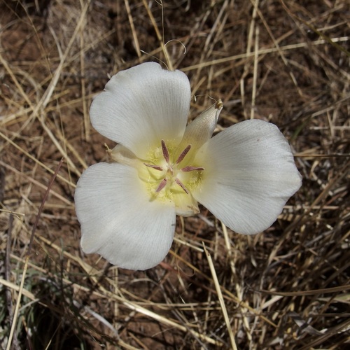 Image of Calochortus ambiguus by (c) Sue Carnahan, some rights reserved (CC BY)