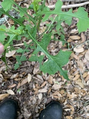 Lactuca floridana