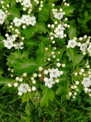 Crataegus monogyna