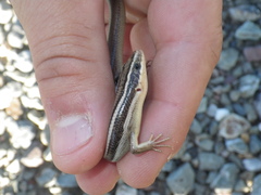 Plestiodon gilberti