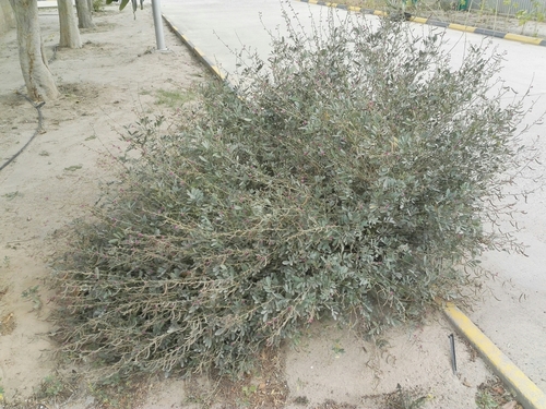 گونه لاتی، اسپرس درختی نقره ای، هرش نقره‌ای، (Taverniera spartea)