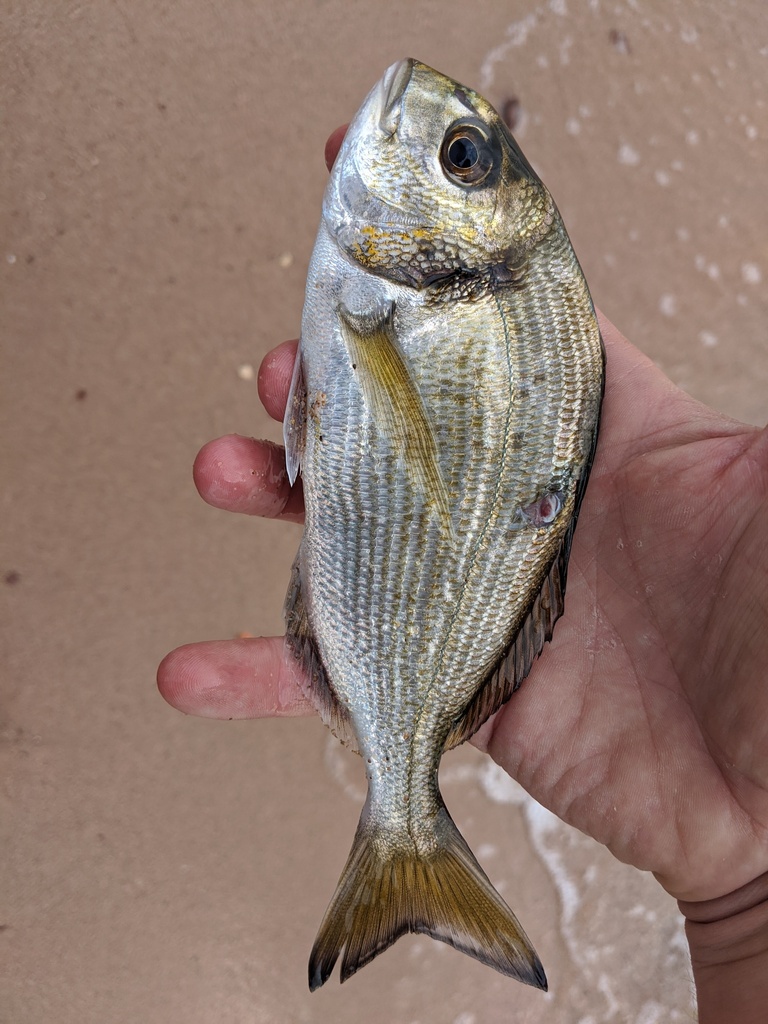 Photo of Gilt-head bream (Sparus aurata)