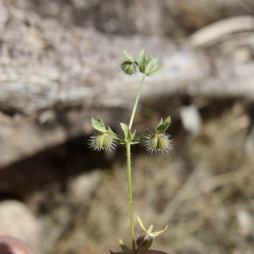 Image of Galium proliferum by (c) Sue Carnahan, some rights reserved (CC BY)