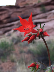 Ipomopsis aggregata aggregata
