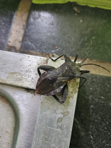 Piezogaster humerosus