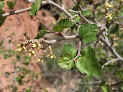 Rhus aromatica simplicifolia