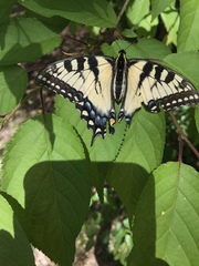 Papilio glaucus