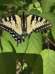 Papilio glaucus