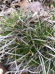 Carex tonsa