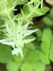 Sedum ternatum