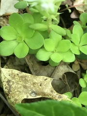 Sedum ternatum