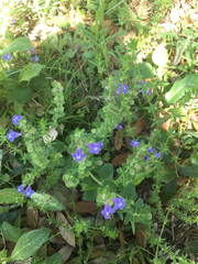Scutellaria drummondii