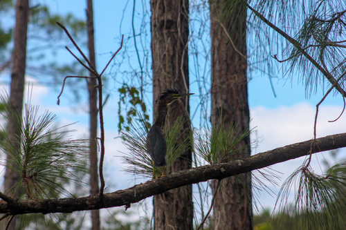 Green Heron photographed in Alabama