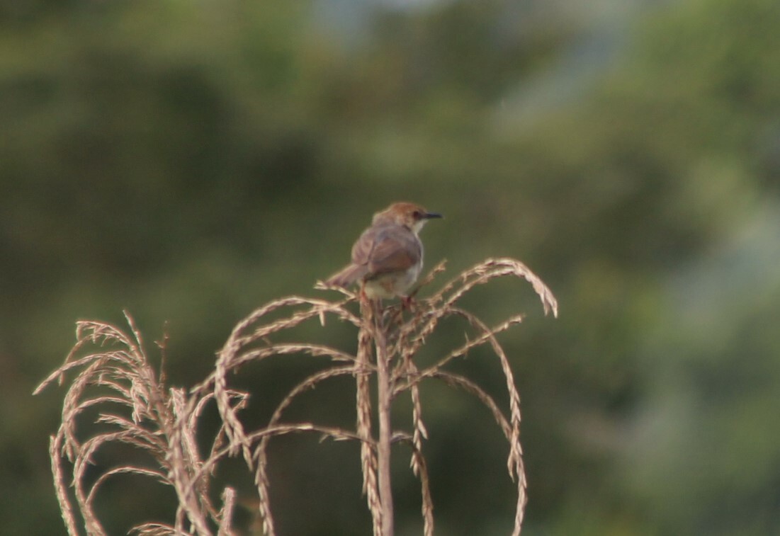 Singing Cisticola (Cisticola cantans), photo 4