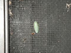 Gyponana angulata