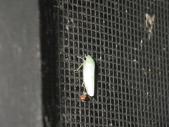Gyponana angulata