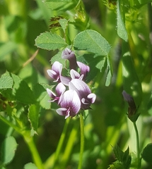 Trifolium variegatum variegatum