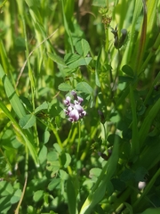 Trifolium variegatum variegatum