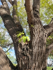 Heptapleurum actinophyllum