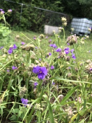 Tradescantia gigantea