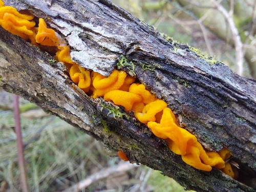 witch's butter (Tremella mesenterica)