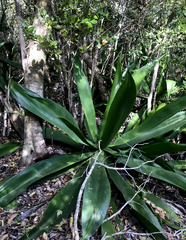 Agave caymanensis