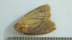 Diarsia