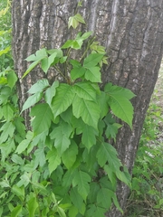Toxicodendron radicans