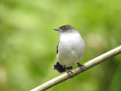 Torrent Tyrannulet photo 2