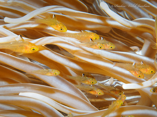 Flagfin cardinalfish (Ostorhinchus hoevenii) — Apogonidae