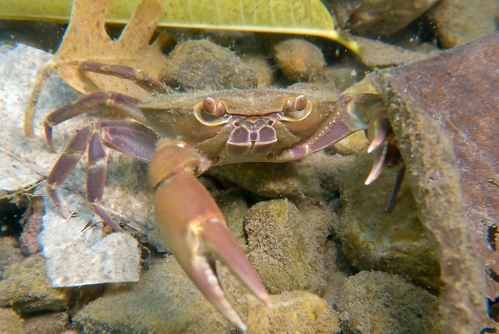 Pseudothelphusa dilatata