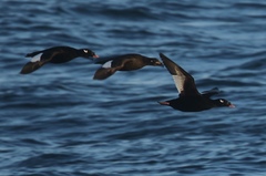 Melanitta stejnegeri