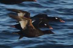 Melanitta stejnegeri