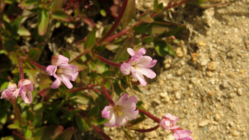 Epilobium australe (Epilobium australe)