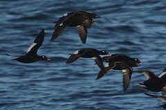 Melanitta stejnegeri