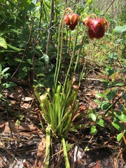 Sarracenia rubra
