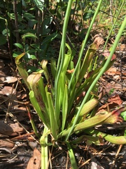 Sarracenia rubra