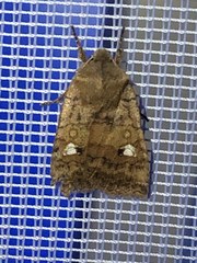 Eupsilia tristigmata