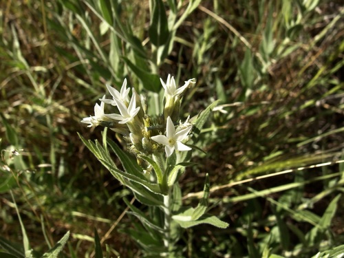 Image of Amsonia palmeri by (c) Sue Carnahan, some rights reserved (CC BY)