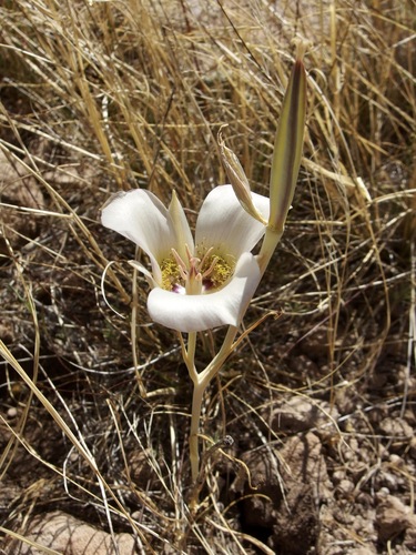 Image of Calochortus ambiguus by (c) Sue Carnahan, some rights reserved (CC BY)