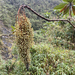 Bocconia integrifolia - Photo 由 Josh Vandermeulen 所上傳的 (c) Josh Vandermeulen，保留部份權利CC BY-NC-ND