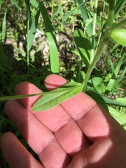 Myosotis macrosperma