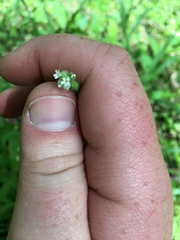 Myosotis macrosperma