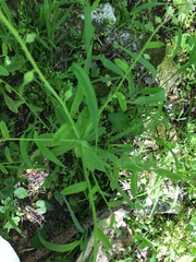 Myosotis macrosperma