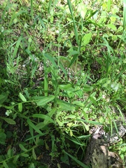 Myosotis macrosperma